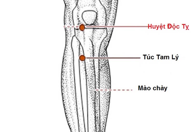 Vị trí huyệt Độc Tỵ nằm ngay đầu gối