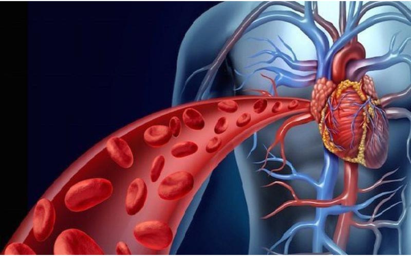 Cải thiện tuần hoàn máu, oxy hóa cơ thể