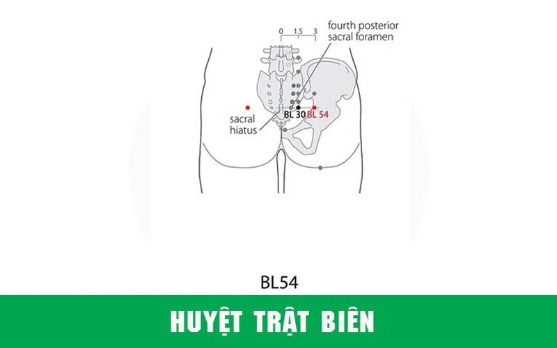 Vị trí huyệt Trật Biên