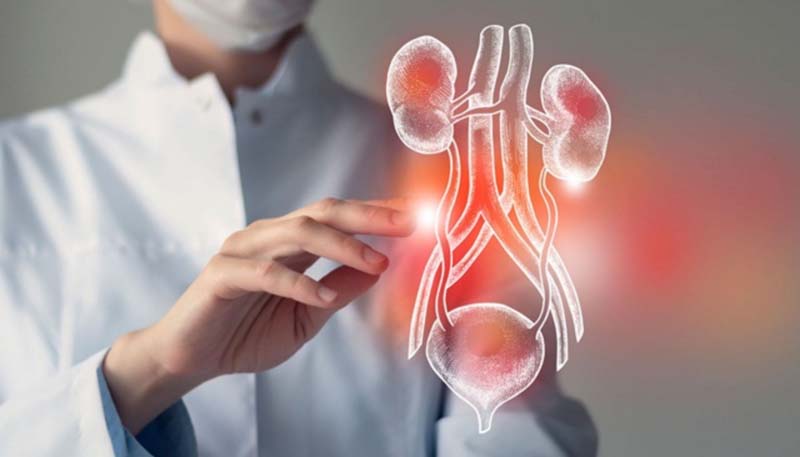 Trật Biên huyệt hỗ trợ điều trị bệnh lý đường tiết niệu và hệ sinh dục