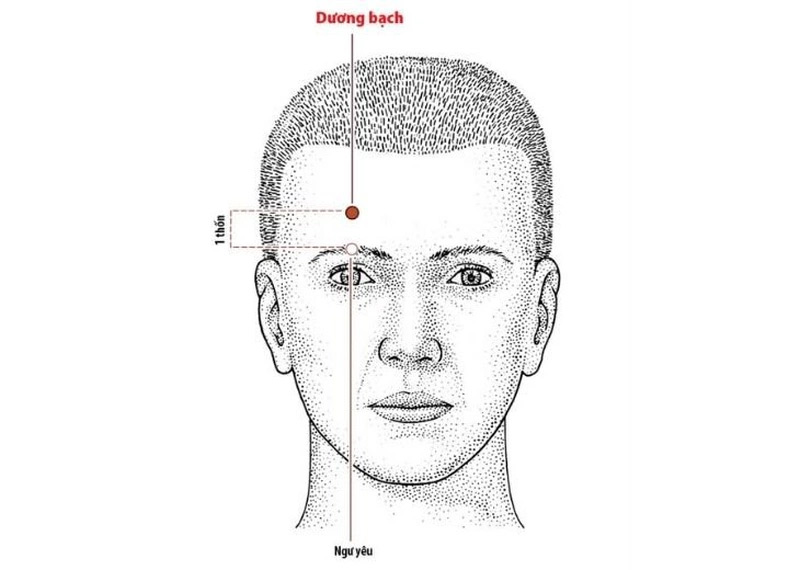 Vị trí huyệt mắt Dương Bạch