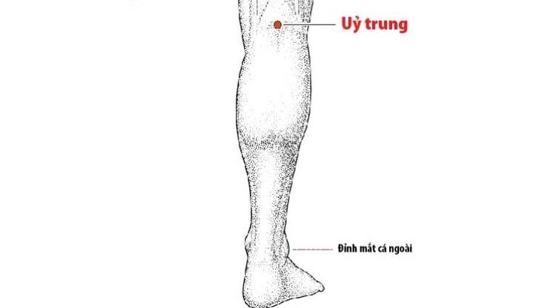 Vị trí huyệt Ủy Trung nằm giữa khoeo chân