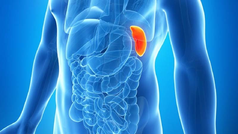 Huyệt Trung Quản hỗ trợ điều trị các chứng bệnh suy lá lách