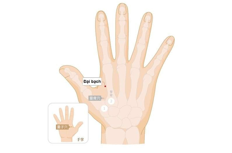 Huyệt Đại Bạch: Vị trí, công dụng và cách châm cứu, bấm huyệt