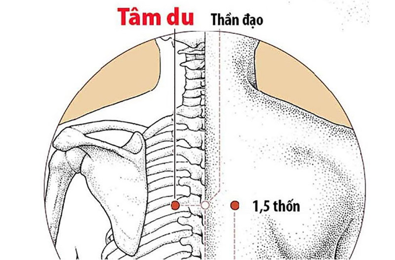 Huyệt Tâm Du: Vị trí, tác dụng và cách khai thông huyệt vị