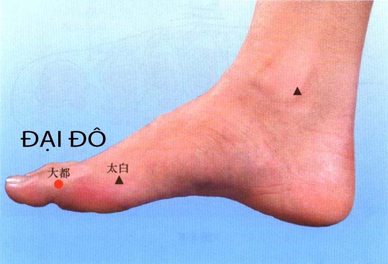 Huyệt Đại Đô: Vị trí, công dụng và cách châm cứu, bấm huyệt