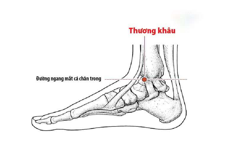 Vị trí huyệt Thương Khâu nằm ở đâu? Cách khai thông huyệt