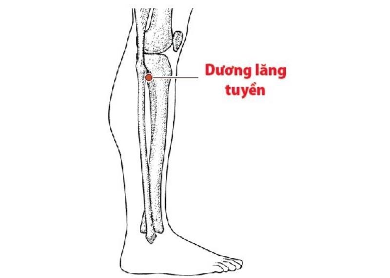 Huyệt Dương Lăng Tuyền: Vị trí, tác dụng và cách kích thích