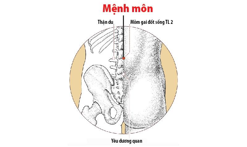 Huyệt Mệnh Môn là huyệt gì? Vị trí và ứng dụng điều trị bệnh
