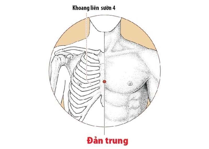Huyệt Đản Trung: Vị trí, tác dụng và cách châm cứu bấm huyệt