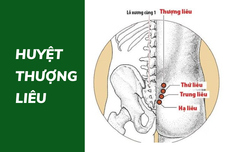 Huyệt Thượng Liêu: Vị trí, tác dụng và cách châm cứu bấm huyệt