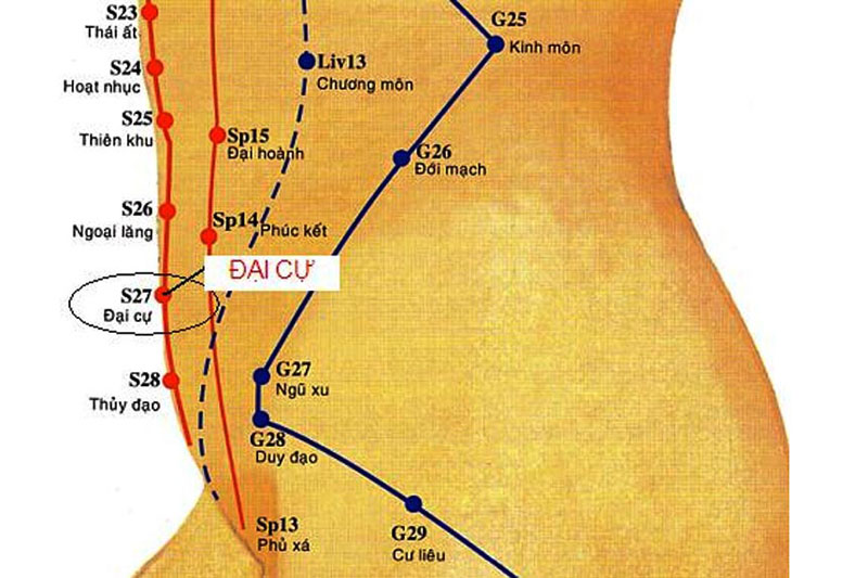 Huyệt Đại Cự: Vị trí, công dụng và cách châm cứu, bấm huyệt